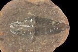 Fossil Club Moss Cone Scale- Illinois #120991-1